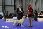 DUO CACIB Brno - CAC, CACIB, BOS - judge: Mary ODonoghue 