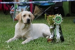 Club show Konopiště 2016 - BOJ and BIS JUNIOR